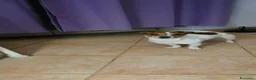 Jack Russell cani in regalo: Adozione Jack Russell maschio adulto  - Annuncio 2