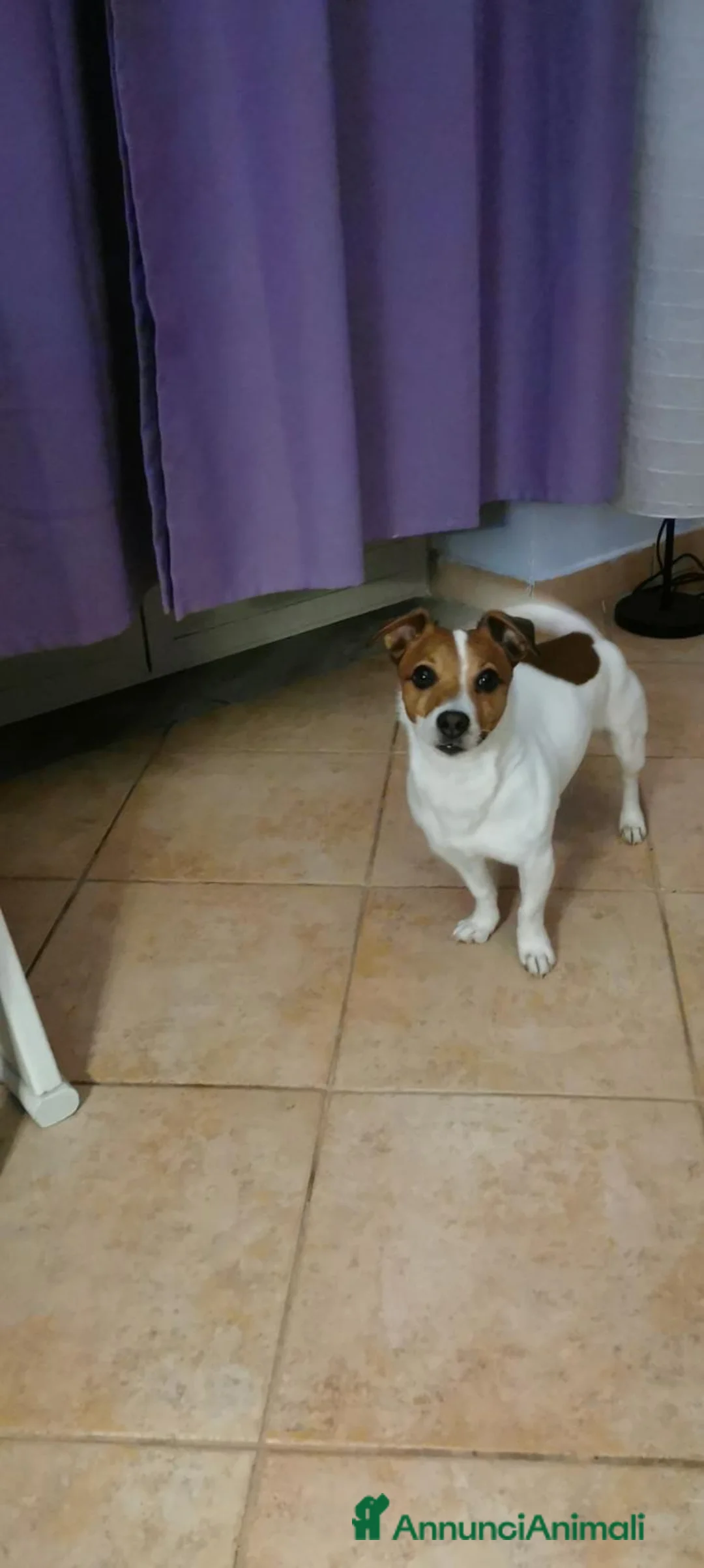 Jack Russell cani in regalo: Adozione Jack Russell maschio adulto  - Annuncio 2