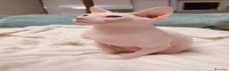 Sphynx gatti per accoppiamento: Maschio sphynx disponibile per monta  - Annuncio 6