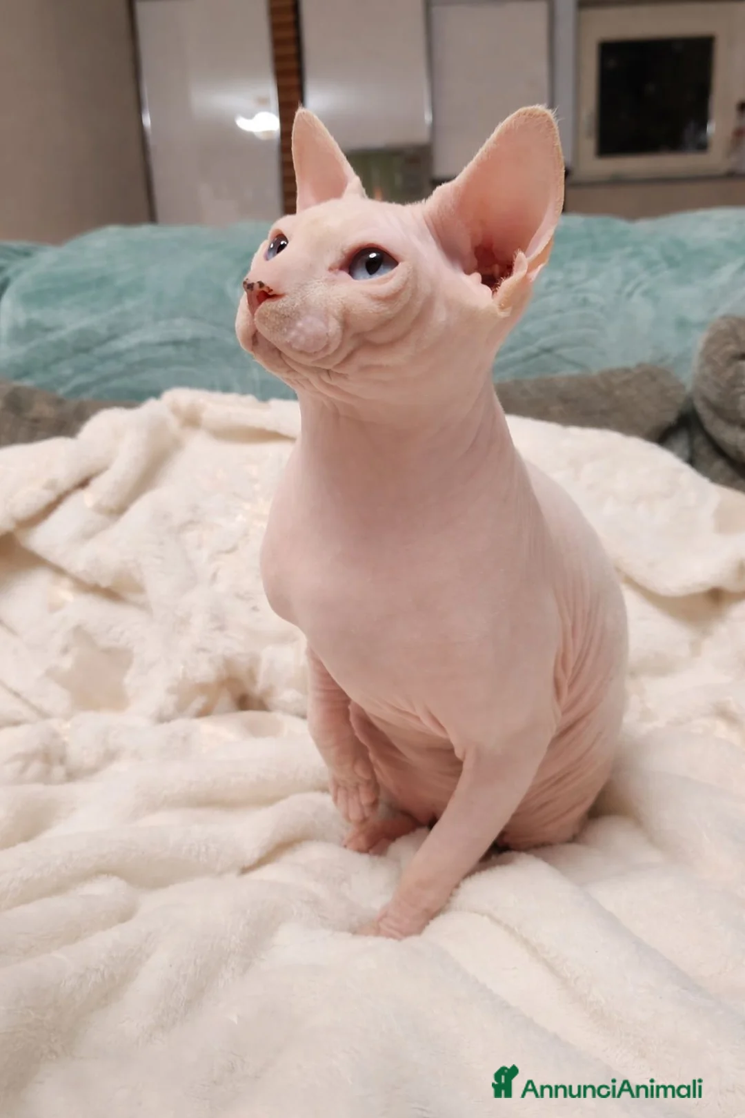 Sphynx gatti per accoppiamento: Maschio sphynx disponibile per monta  - Annuncio 6