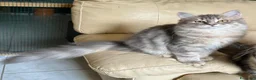 Siberiano gatti in vendita: Cuccioli Siberiano - Annuncio 11