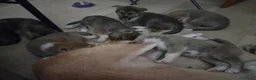 Akita Inu cani in vendita: Cuccioli di Akita Inu a Città metropolitana di Milano - Annuncio 4