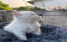 Persiano gatti in vendita: Gattini persiani Chinchilla e Himalayani  a Provincia di Ravenna - Immagine 13