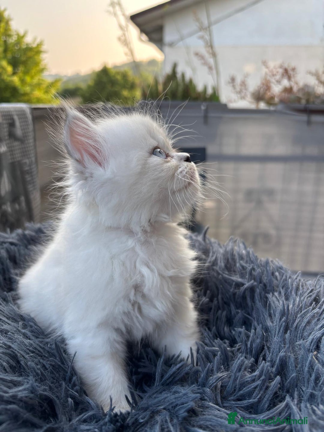 Persiano gatti in vendita: Gattini persiani Chinchilla e Himalayani  a Provincia di Ravenna - Immagine 13