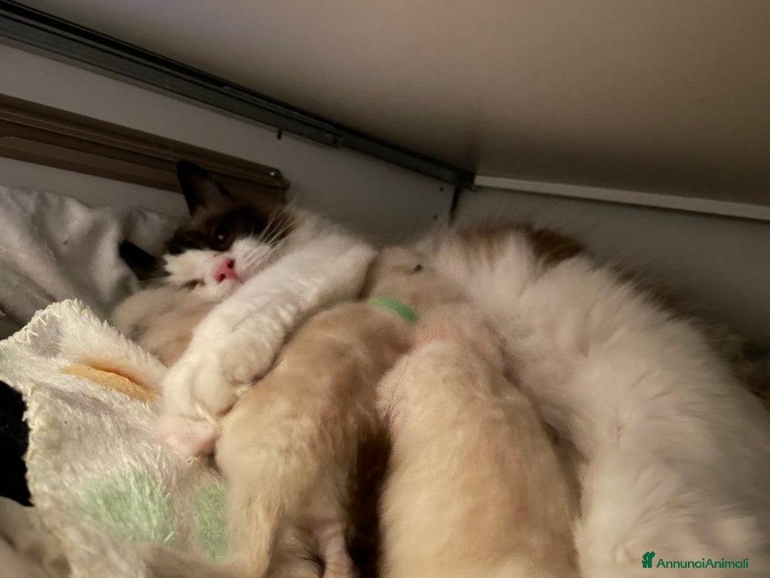 Ragdoll gatti in vendita: Fantastici cuccioli di Ragdoll a Provincia di Pavia - Immagine 15