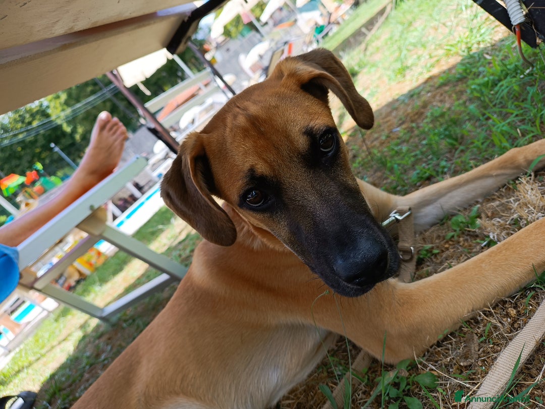 Meticcio cani in regalo: Cerco famiglia per questo adorabile cucciolo - Immagine 2