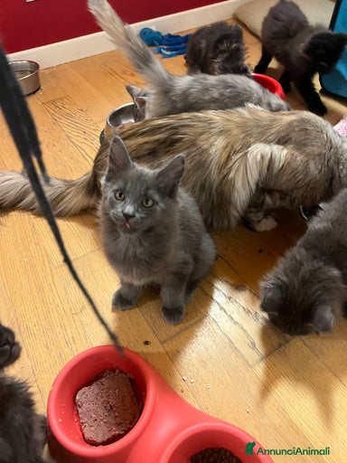 Immagine della galleria {{count}}