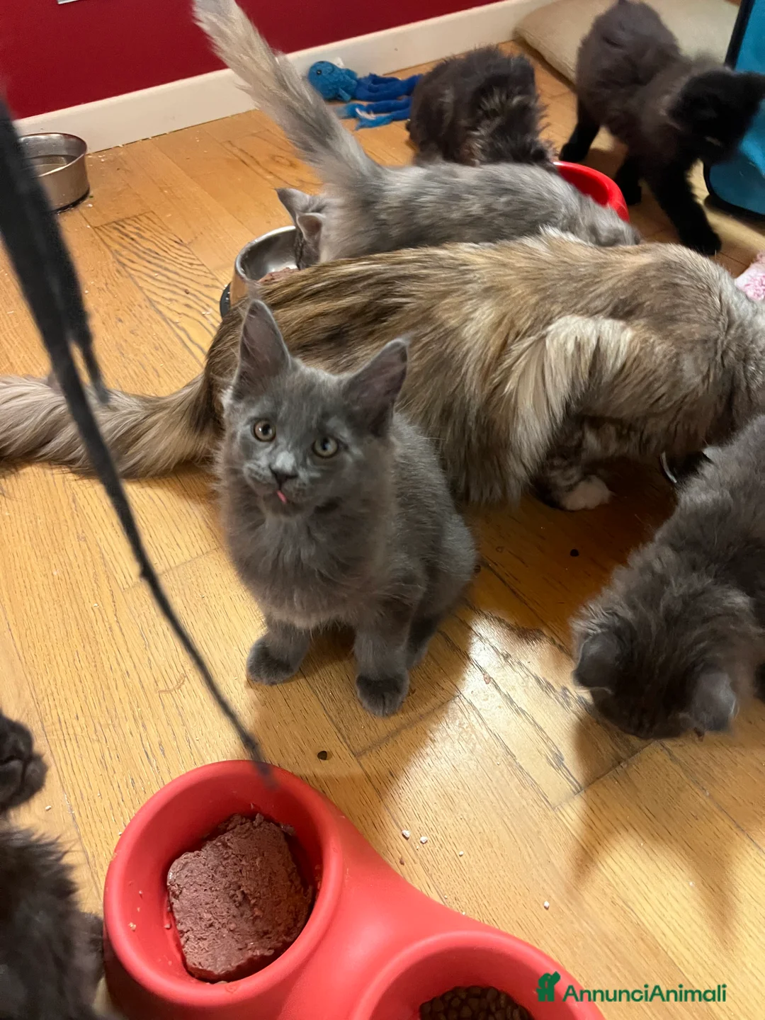 Immagine della galleria {{count}}