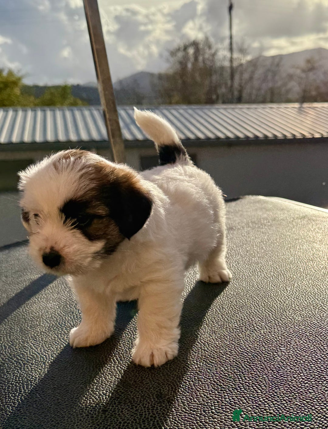 Jack Russell cani in vendita: Jack Russell pelo ruvido - Annuncio 2