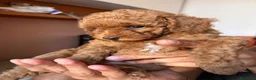Barboncino Toy cani in vendita: Femmine barboncino toy fulvo - Annuncio 6