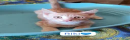 Meticcio gatti in regalo: Gattini adorabili in cerca di casa  a Città metropolitana di Milano - Annuncio 9