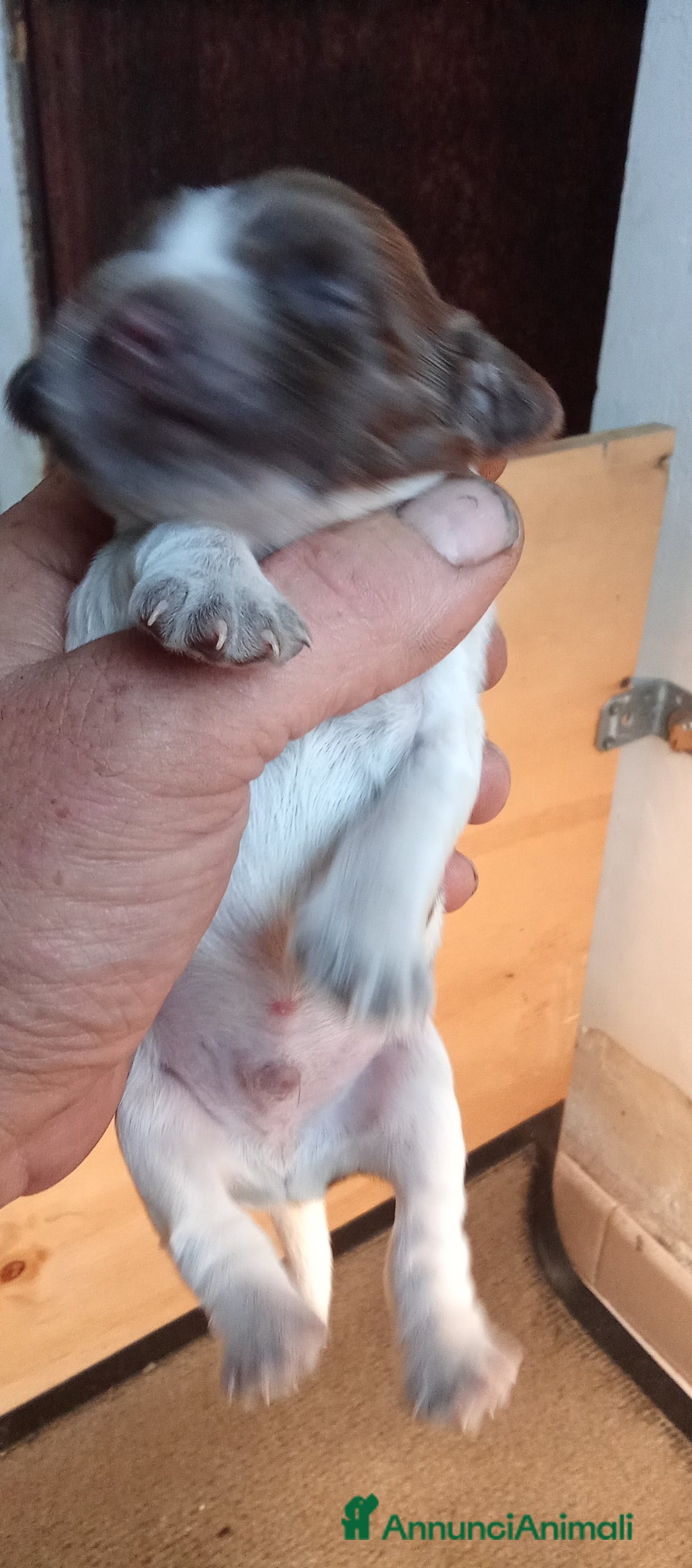 Cocker cani in vendita: Cuccioli di cocker spaniel  - Annuncio 12