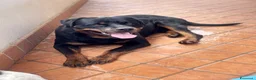 Rottweiler cani per accoppiamento: Rottweiler maschio - Annuncio 2