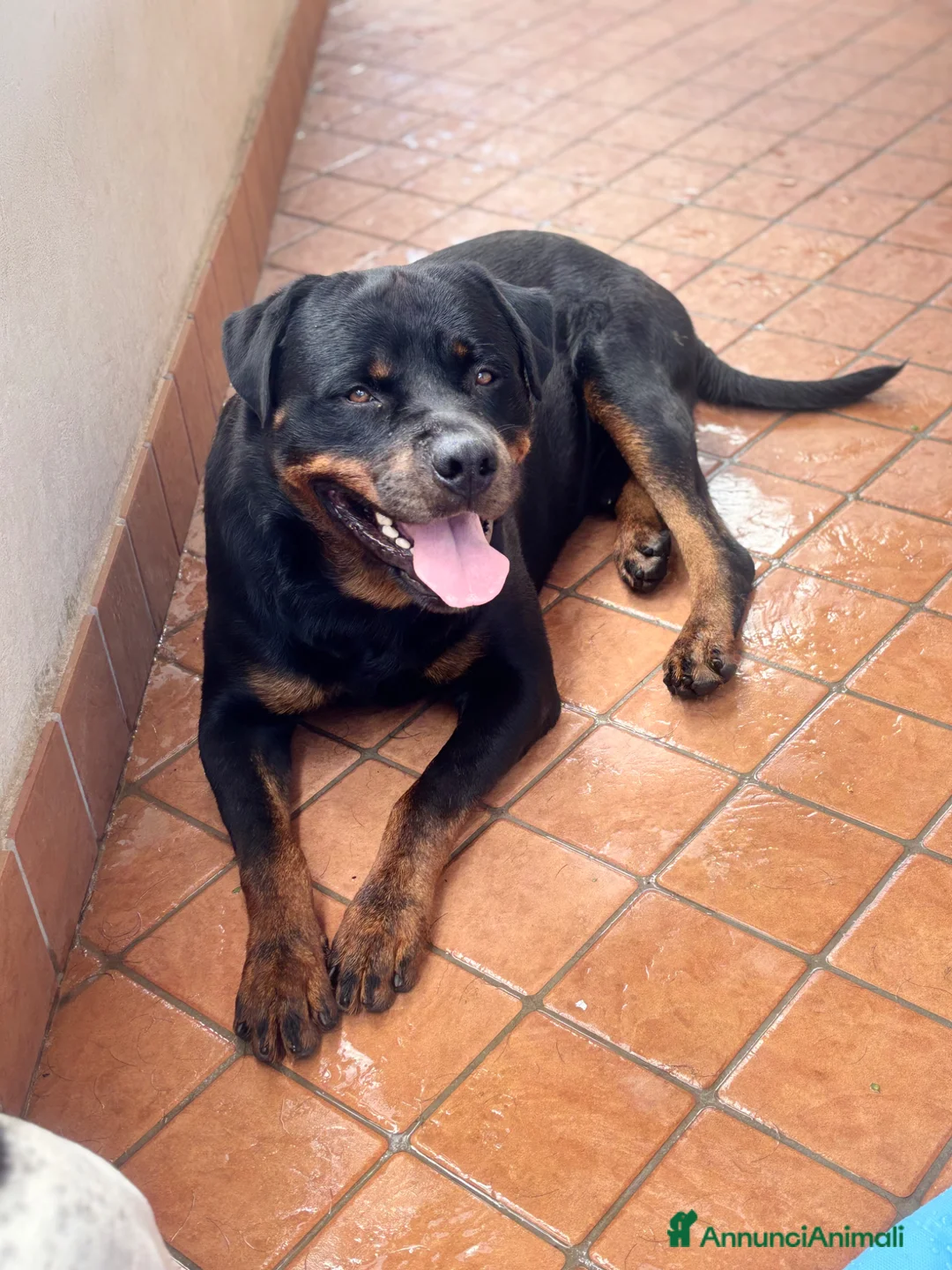 Rottweiler cani per accoppiamento: Rottweiler maschio - Annuncio 2