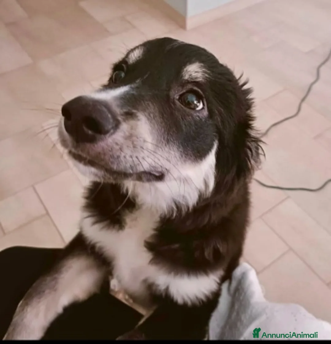 Meticcio cani in regalo: Kaos 7/8mesi tg medio grande SOS PUGLIA - Annuncio 5