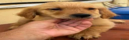 Golden Retriever cani in vendita: Golden Retriever americani - Annuncio 7