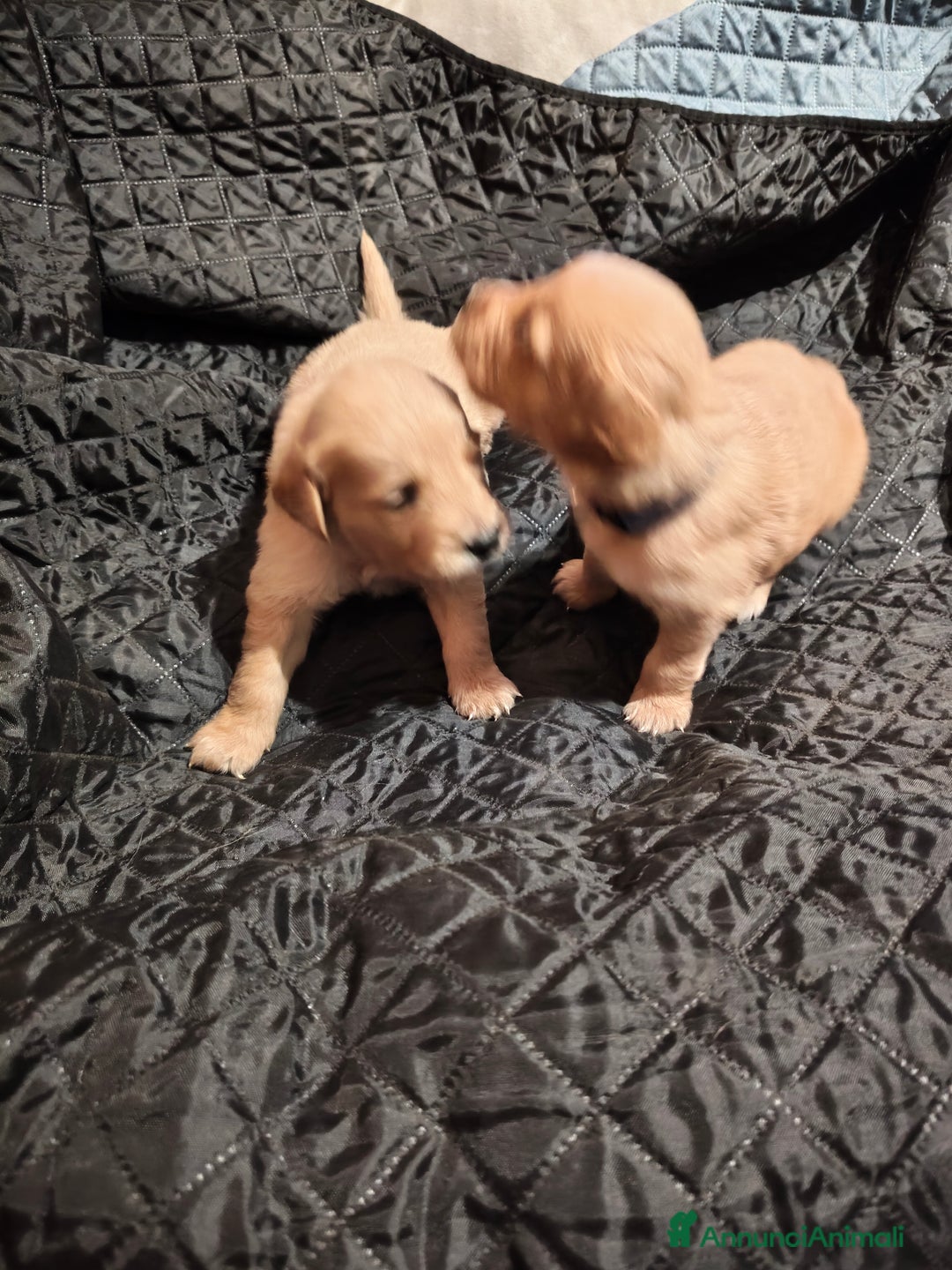 Golden Retriever cani in vendita: Golden retriever  - Annuncio 12