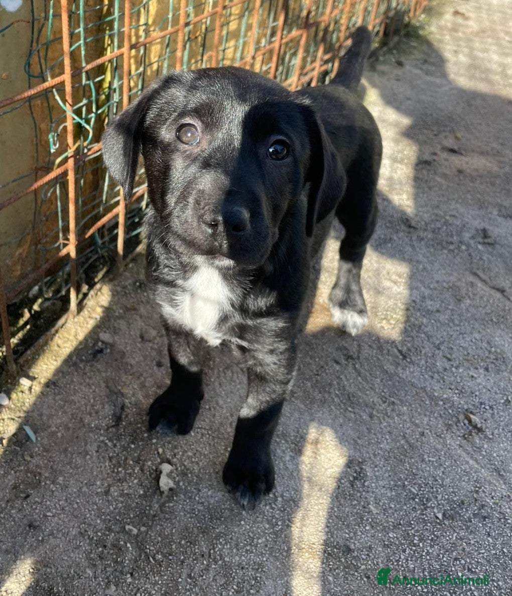 Meticcio cani ADOTTA LA TENERA VITTORIA - Annuncio 2