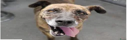 Meticcio cani in regalo: BALU' buono con tutti! - Annuncio 3