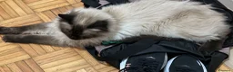 Ragdoll gatti in regalo: Ragdoll - Annuncio 9