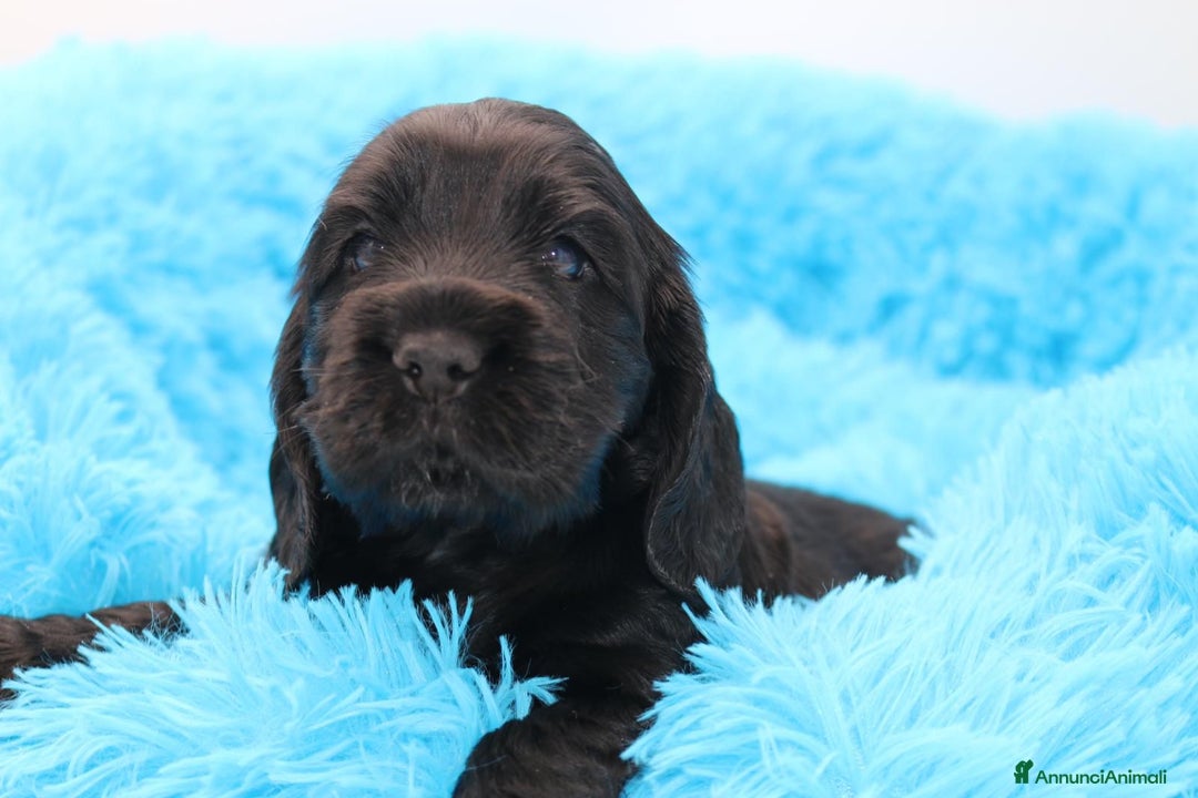Cocker cani in vendita: cuccioli di cocker spaniel inglese con pedigree a Città metropolitana di Roma Capitale - Immagine 2