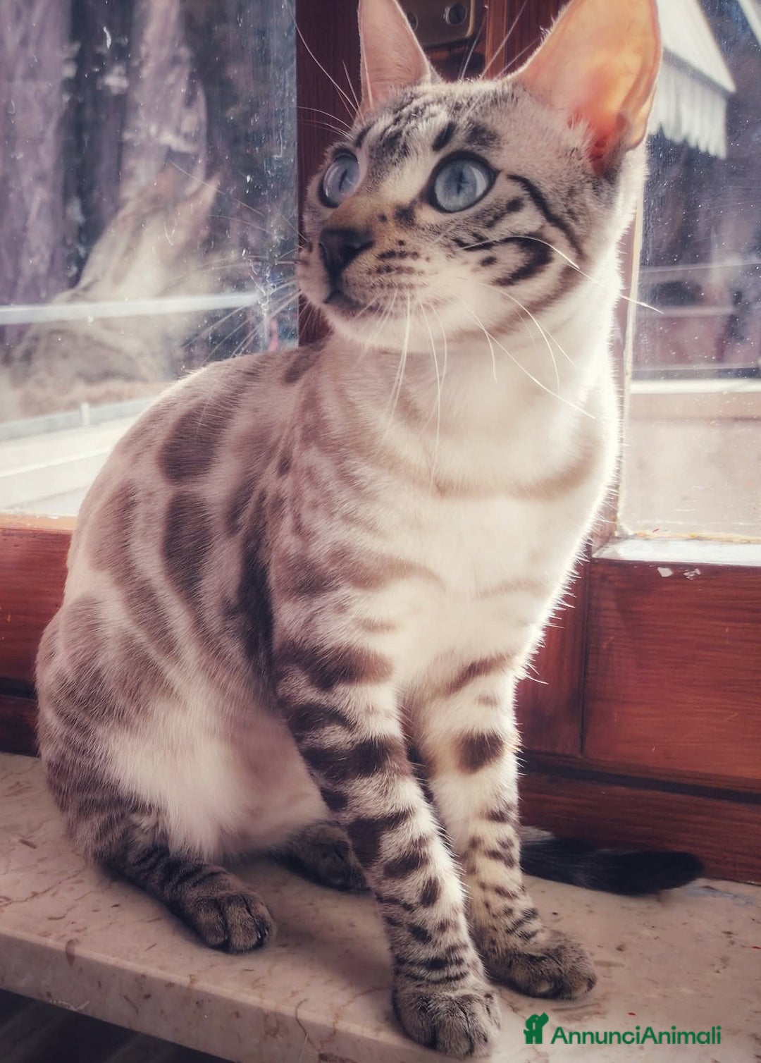 Bengala gatti in vendita: Cucciolo gatto bengala  - Annuncio 36