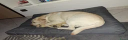 Labrador cani per accoppiamento: Labrador maschio per accoppiamento - Annuncio 17