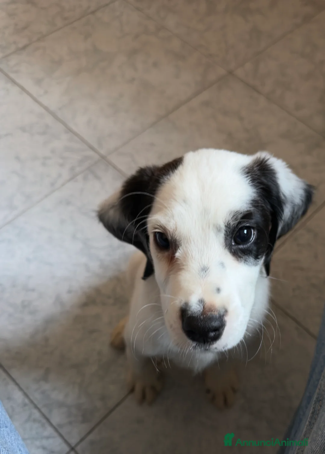 Meticcio cani in regalo: Regalo cucciolo di 4 mesi a Provincia di Varese - Annuncio 7