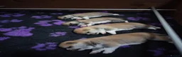 Akita Inu cani in vendita: ULTIMO CUCCIOLO DI AKITA DISPONIBILE  - Annuncio 5