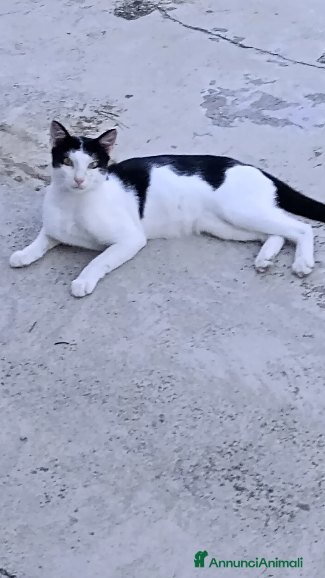 Meticcio gatti in regalo: Cesare cerca casa: splendido gattino in adozione - Annuncio 1