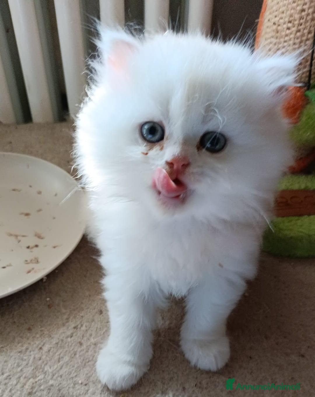 Persiano gatti in vendita: Gattini persiani normotipo Chinchilla  a Provincia di Modena - Immagine 9