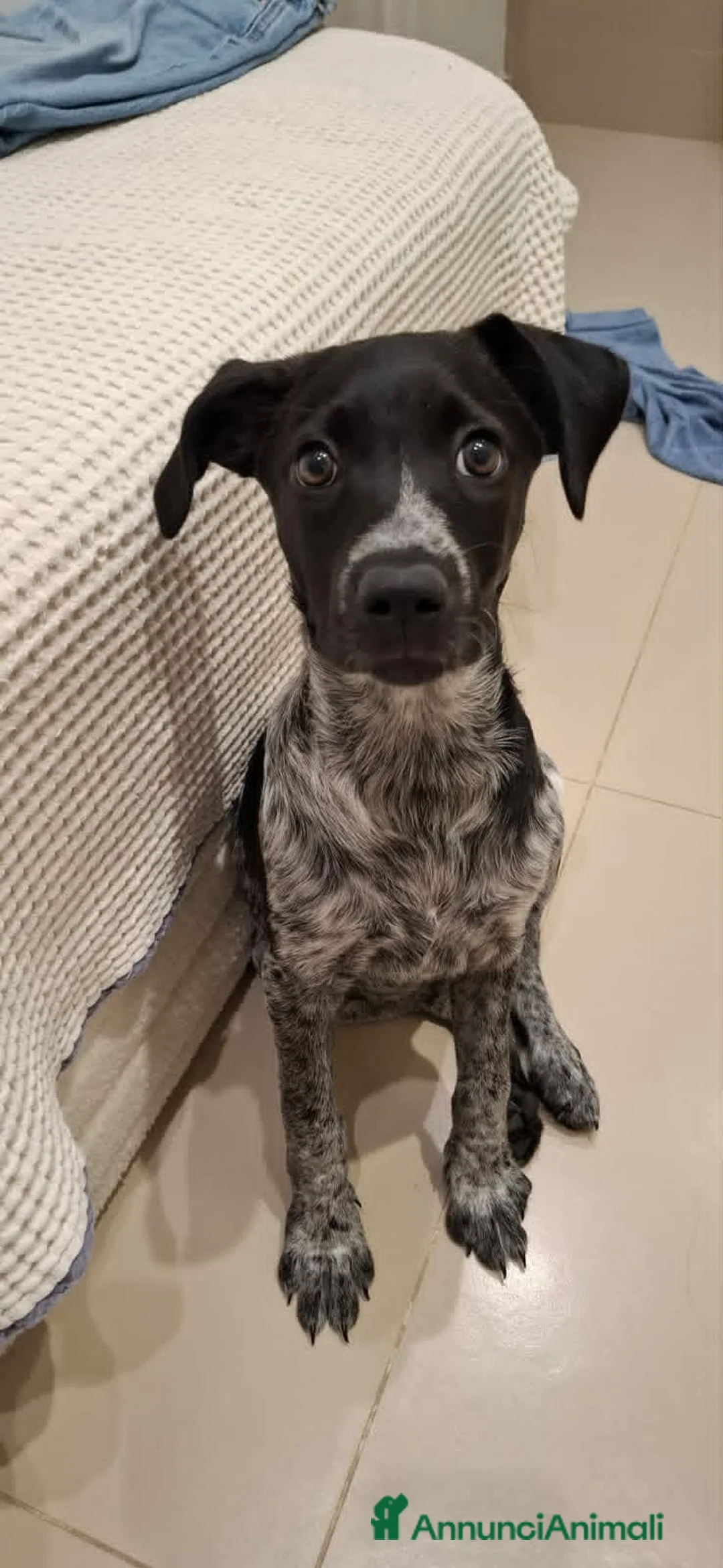 Meticcio cani in regalo: DOLCE CUCCIOLA LYN - Annuncio 7