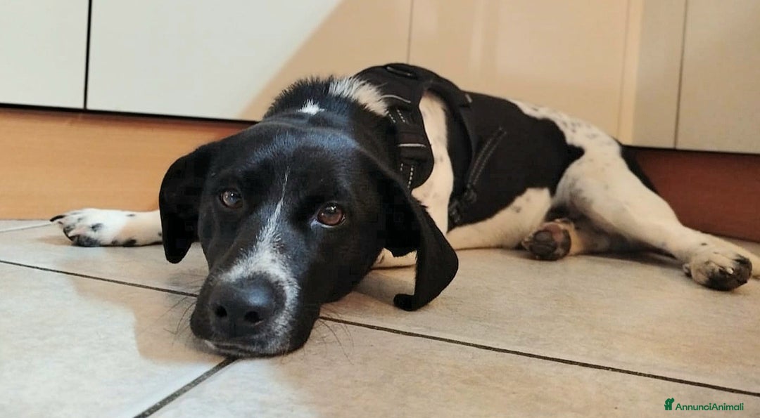 Meticcio cani in regalo: Galileo 1 anno taglia piccola  - Annuncio 5