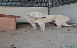 Meticcio cani in regalo: Consuelo: adozione del cuore o stallo  a Città Metropolitana di Genova - Immagine 5