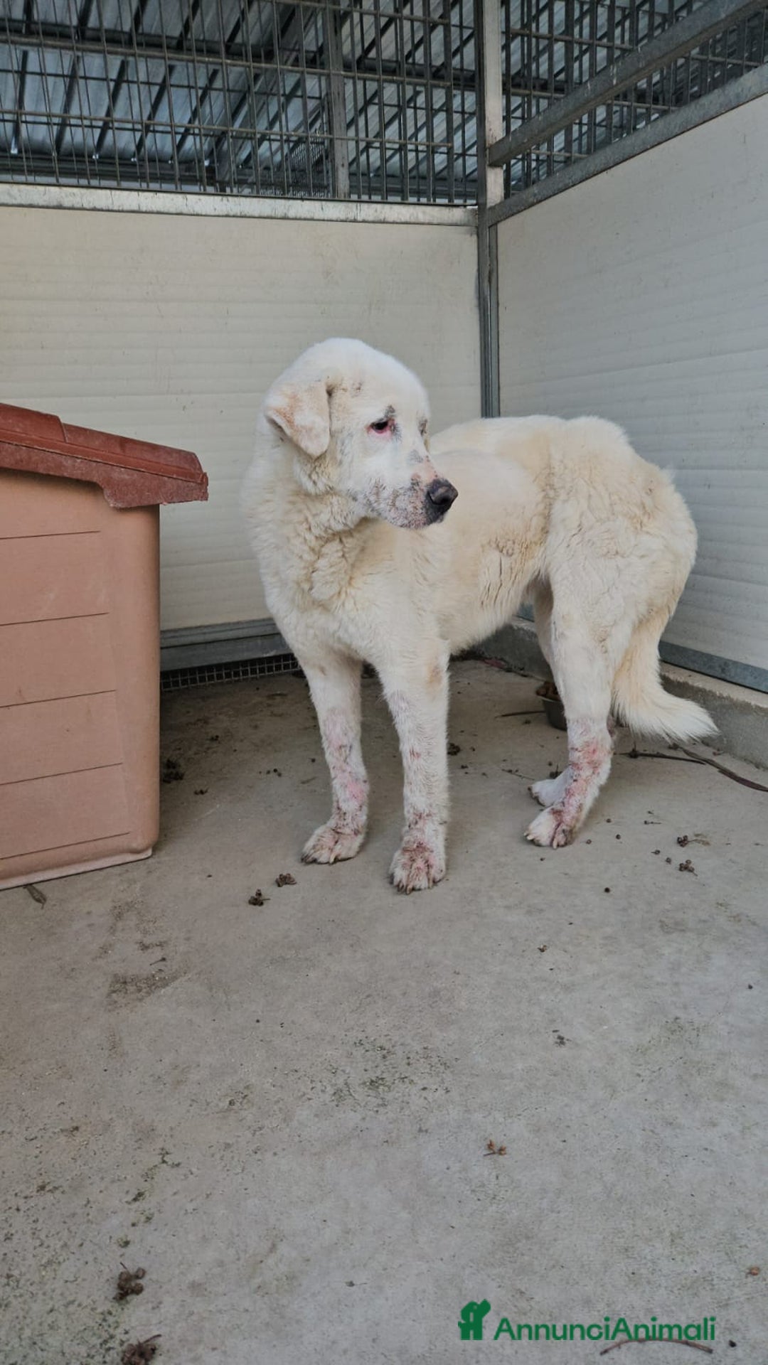 Meticcio cani in regalo: Consuelo: adozione del cuore o stallo  a Città Metropolitana di Genova - Annuncio 5