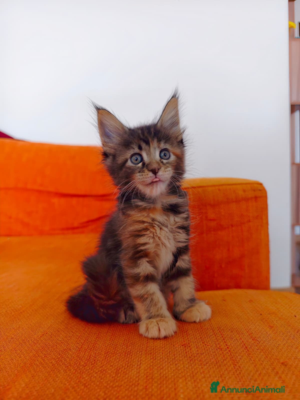 Maine Coon gatti Tenera cucciola Maine Coon  - Annuncio 17