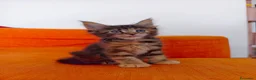 Maine Coon gatti in vendita: Tenera cucciola Maine Coon  - Annuncio 1