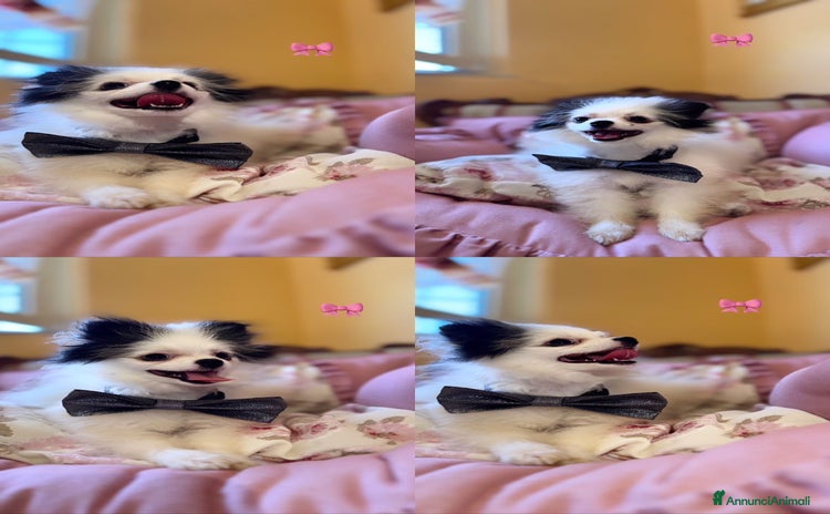 Spitz cani - Annuncio 3