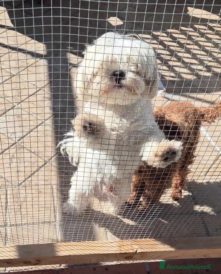 Maltese cani MALTESE MASCHIO - Annuncio 3