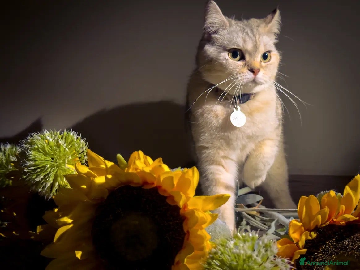 Scottish gatti Scottish Streight femmina per monta - Annuncio 3