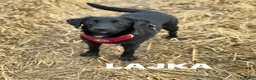 Meticcio cani in regalo: LAJKA e KAJLA, dolci cucciole invisibili. - Annuncio 9