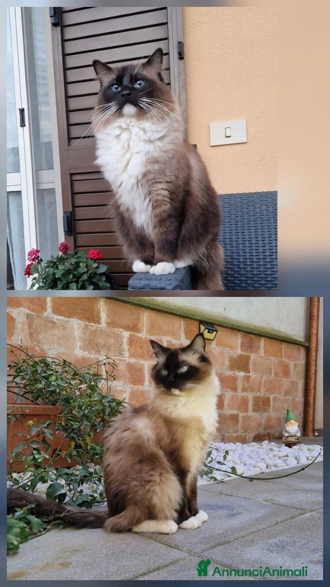 Ragdoll gatti in vendita: Cuccioli Gatti Ragdoll  - Annuncio 11