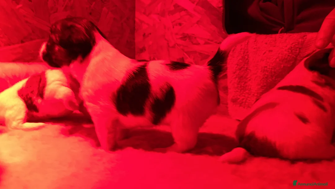 Jack Russell cani in vendita: JACK RUSSELL TERRIER PELO RUVIDO - Annuncio 16