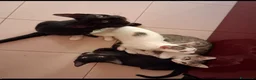 Meticcio gatti in regalo: Tom e Jerry  - Annuncio 2