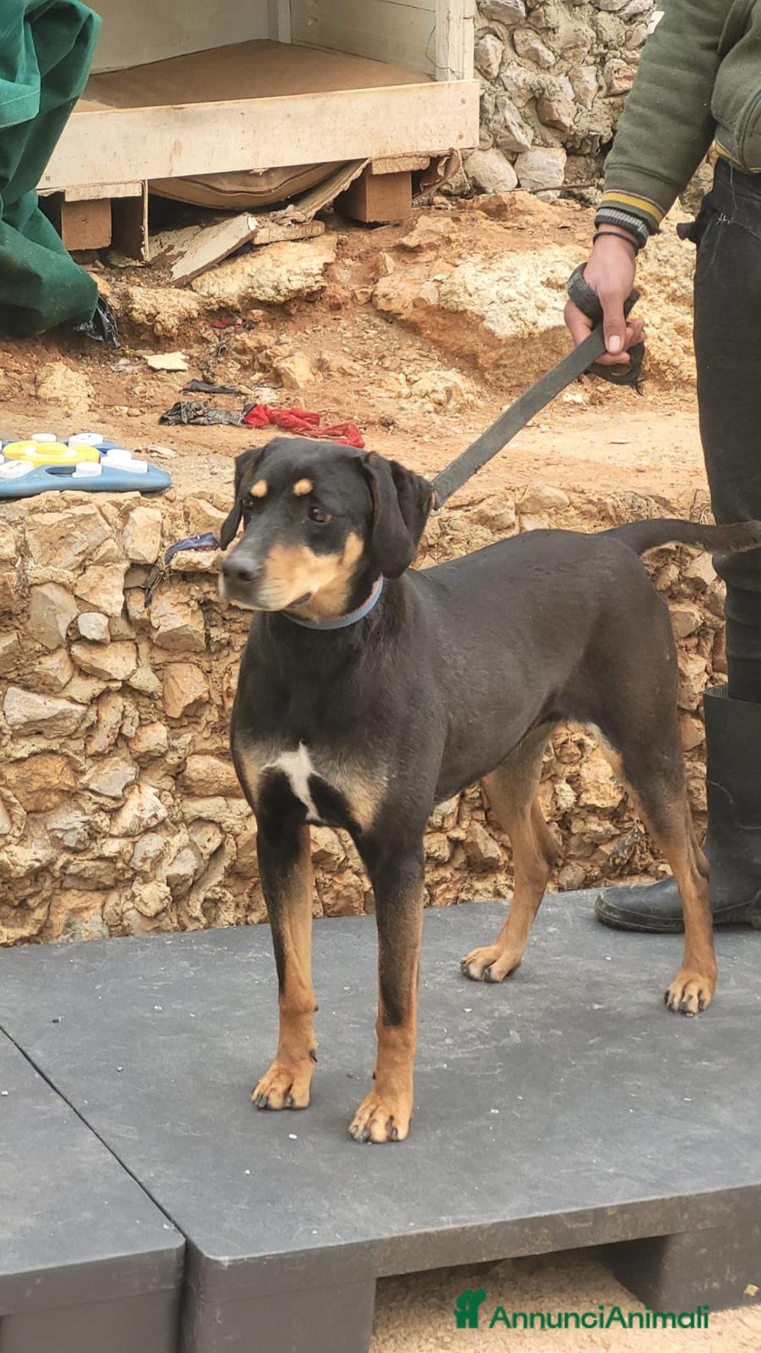 Segugio cani in regalo: Splendida mix segugio - SKYLAR a Città metropolitana di Milano - Annuncio 4