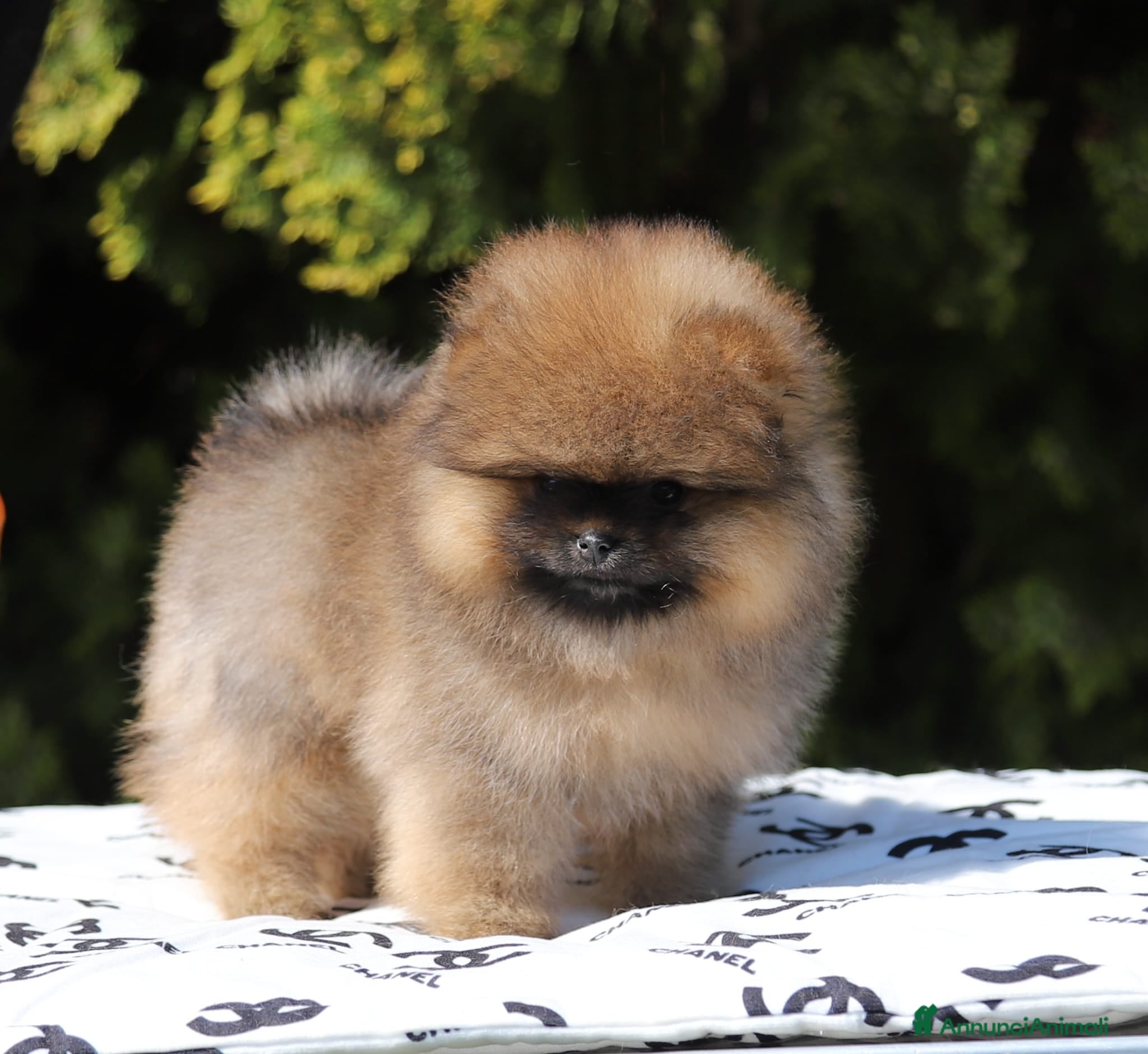Volpino Pomerania cani Femmina Spitz Nano Pomerania - Annuncio 3