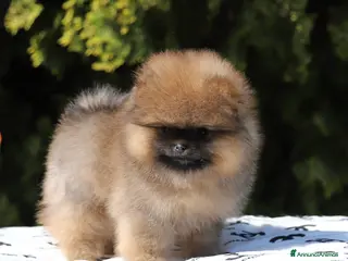 Volpino Pomerania cani Femmina Spitz Nano Pomerania - Annuncio 3