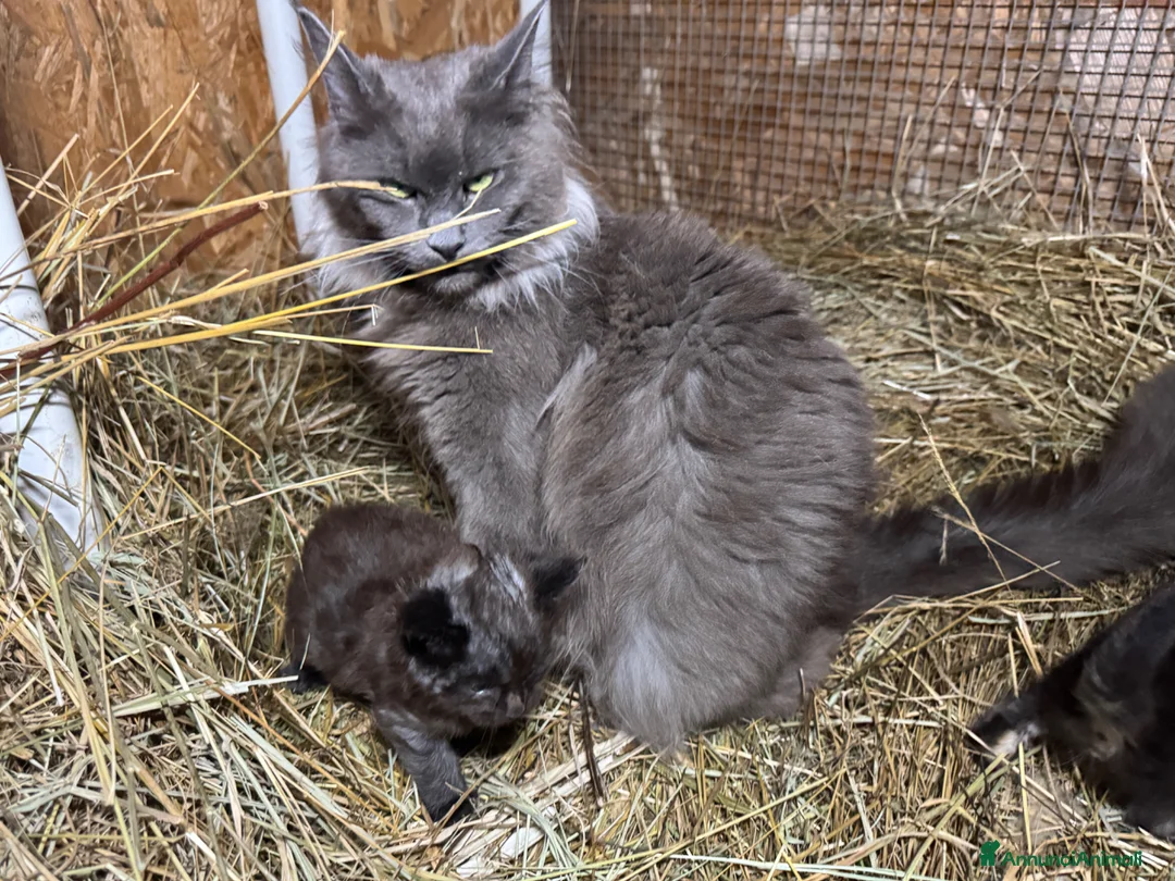 Maine Coon gatti in vendita: Cuccioli maine coon manto nero - Annuncio 1