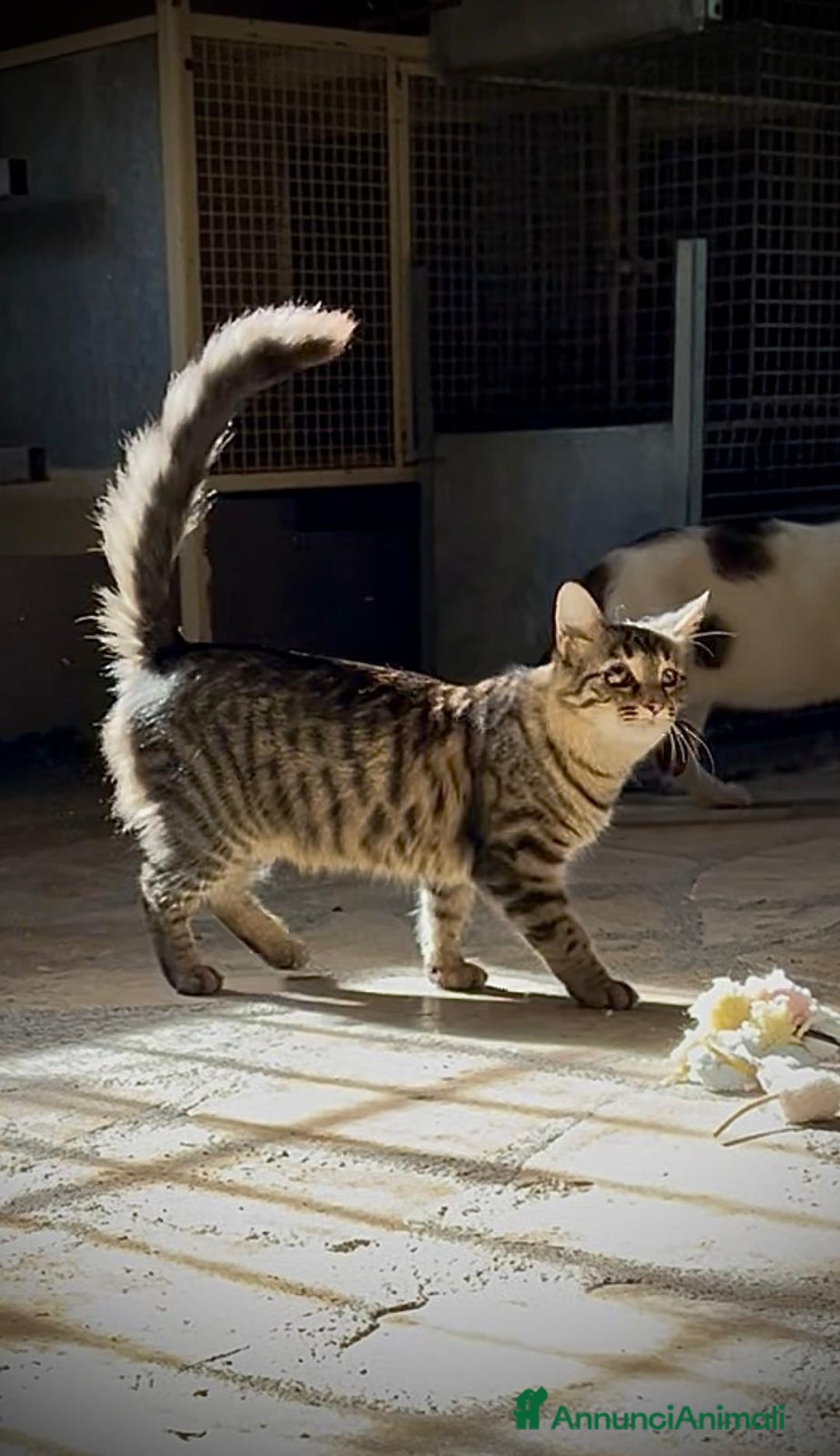 Altre razze gatti in regalo: Mira, Adozione del cuore - Annuncio 2