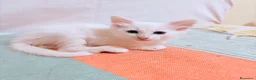 Angora turco gatti in regalo: 🐾 Splendidi gattini di Angora turco.  a Provincia di Lecce - Annuncio 5